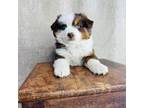 Mutt Puppy for sale in Hermiston, OR, USA