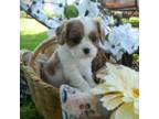 Cavalier King Charles Spaniel Puppy for sale in Clare, MI, USA
