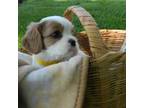 Cavalier King Charles Spaniel Puppy for sale in Clare, MI, USA