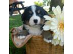 Bernese Mountain Dog Puppy for sale in Clare, MI, USA