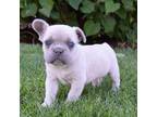 French Bulldog Puppy for sale in Rebersburg, PA, USA