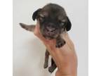 Dachshund Puppy for sale in Casa Grande, AZ, USA