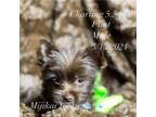Yorkshire Terrier Puppy for sale in Yale, MI, USA