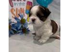 Shih Tzu Puppy for sale in Warner Robins, GA, USA
