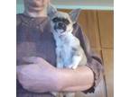 Chihuahua Puppy for sale in Scottville, MI, USA