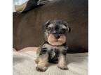 Schnauzer (Miniature) Puppy for sale in Richmond, TX, USA