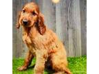 Irish Setter Puppy for sale in Donnellson, IA, USA