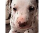 Dalmatian Puppy for sale in Waco, TX, USA