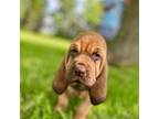 Bloodhound Puppy for sale in Williamsport, IN, USA