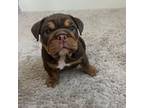 Bulldog Puppy for sale in Little Elm, TX, USA