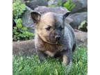 Norwegian Elkhound Puppy for sale in Bloomer, WI, USA