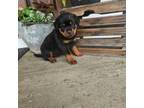 Rottweiler Puppy for sale in Kirkwood, PA, USA