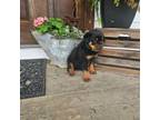 Rottweiler Puppy for sale in Kirkwood, PA, USA