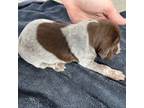German Shorthaired Pointer Puppy for sale in Hewitt, MN, USA