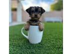 Yorkshire Terrier Puppy for sale in Surprise, AZ, USA