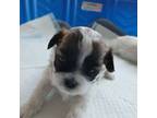 Zuchon Puppy for sale in Alto, MI, USA