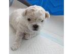 Zuchon Puppy for sale in Alto, MI, USA