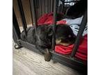 Rottweiler Puppy for sale in Jonesboro, GA, USA