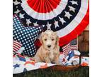 Goldendoodle Puppy for sale in Hazel Green, AL, USA