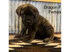 Great Dane Puppy for sale in Litchfield, MN, USA