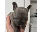 French Bulldog Puppy for sale in Columbus, OH, USA