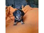 Dachshund Puppy for sale in Burt, MI, USA