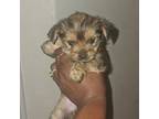 Shorkie Tzu Puppy for sale in Orlando, FL, USA