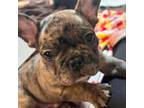 French Bulldog Puppy for sale in Salem, OR, USA