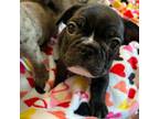 French Bulldog Puppy for sale in Salem, OR, USA