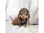 Dachshund Puppy for sale in Bremen, IN, USA