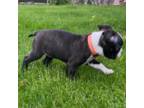 Boston Terrier Puppy for sale in The Dalles, OR, USA