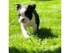 Boston Terrier Puppy for sale in The Dalles, OR, USA