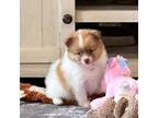 Pomeranian Puppy for sale in Stringer, MS, USA