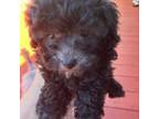 Poodle (Toy) Puppy for sale in Pleasanton, CA, USA