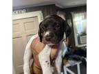 German Shorthaired Pointer Puppy for sale in North Dartmouth, MA, USA