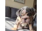 Bulldog Puppy for sale in Richmond, VA, USA