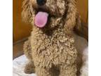 Goldendoodle Puppy for sale in Bakersville, NC, USA