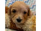 Cavachon Puppy for sale in Eldon, MO, USA