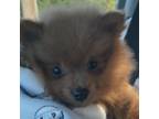 Pomeranian Puppy for sale in Stafford, VA, USA