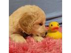Golden Retriever Puppy for sale in Pittsburg, TX, USA