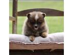 Pomeranian Puppy for sale in Scurry, TX, USA