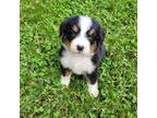 Bernese Mountain Dog Puppy for sale in Piedmont, MO, USA