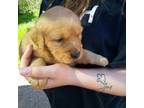 Golden Retriever Puppy for sale in Antigo, WI, USA