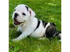 Bulldog Puppy for sale in Kalamazoo, MI, USA