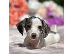 Dachshund Puppy for sale in Tampa, FL, USA