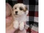 Shih-Poo Puppy for sale in South Paris, ME, USA
