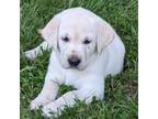Labrador Retriever Puppy for sale in Louisburg, NC, USA