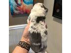 Pembroke Welsh Corgi Puppy for sale in Lincoln, CA, USA