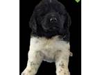 Newfoundland Puppy for sale in Burfordville, MO, USA