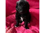 Bearded Collie Puppy for sale in Tallahassee, FL, USA
